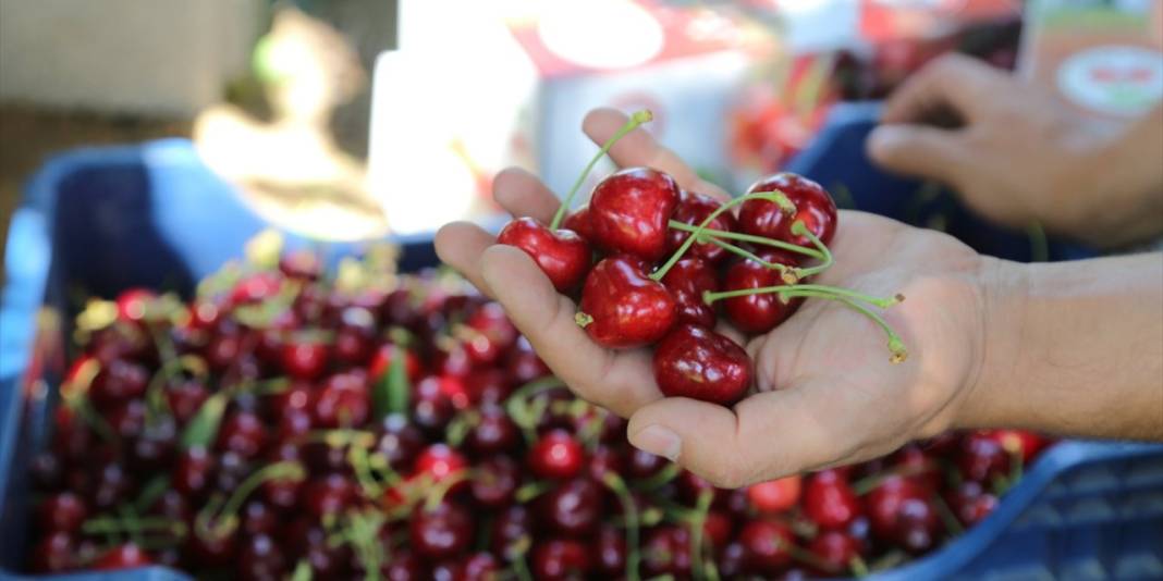 Konya'nın geç hasat edilen dünyaca ünlü ürünü coğrafi işaret yolunda 2